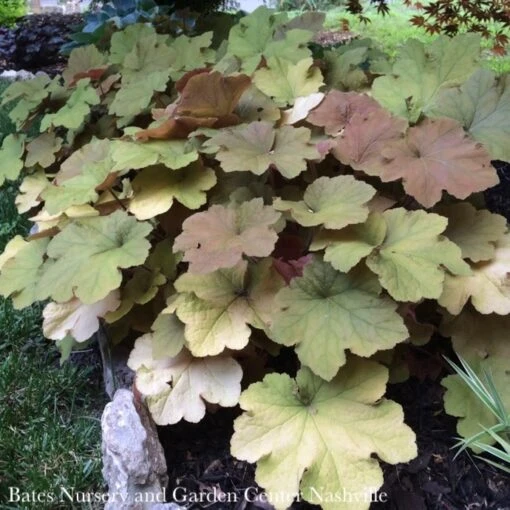 #1 Heuchera X Vill Caramel/ Coral Bells - Image 2
