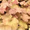 #1 Heuchera X Vill Caramel/ Coral Bells -Garden Plant Store 1 heuchera x vill caramel coral bells