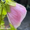 #1 Hibiscus Moscheutos/ Hardy Swamp Mallow Native (TN) -Garden Plant Store 1 hibiscus moscheutos hardy swamp mallow native tn