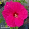 #1 Hibiscus X Summer In Paradise/ Pink Hardy -Garden Plant Store 1 hibiscus x summer in paradise pink hardy