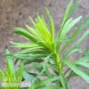 #1 Liatris Aspera/ Purple Blazing Star Native (TN)
