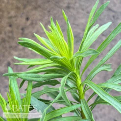 #1 Liatris Aspera/ Purple Blazing Star Native (TN)