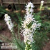 #1 Liatris Spica Floristan Weiss/ White Gayfeather, Blazing Star Native (TN) -Garden Plant Store 1 liatris spica floristan weiss white gayfeather b