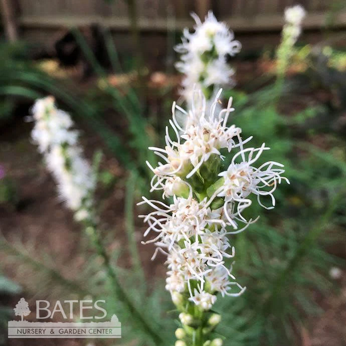 #1 Liatris Spica Floristan Weiss/ White Gayfeather, Blazing Star Native (TN) 3 #1 Liatris Spica Floristan Weiss/ White Gayfeather, Blazing Star Native (TN)
