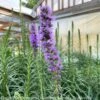 #1 Liatris Spica / Gayfeather, Blazing Star Native (TN) -Garden Plant Store 1 liatris spica gayfeather blazing star native tn
