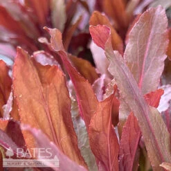 #1 Lobelia Card Black Truffle/ Cardinal Flower Native (TN)