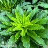 #1 Lobelia Cardinalis/ Red Cardinal Flower Native (TN) -Garden Plant Store 1 lobelia cardinalis red cardinal flower native tn