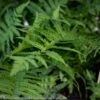 #1 Matteuccia Struthiopteris/ Ostrich FernNative (R) -Garden Plant Store 1 matteuccia struthiopteris ostrich fern native r