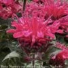 #1 Monarda Did PW Pardon My Cerise/ Dark Pink Beebalm Native (TN) -Garden Plant Store 1 monarda did pw pardon my cerise dark pink beebal