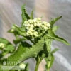 #1 Parthenium Integrifolium/ Wild Quinine, American Feverfew Native (TN) -Garden Plant Store 1 parthenium integrifolium wild quinine american f