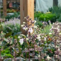 #1 Penstemon Dig Blackbeard/ Beardtongue Native (TN) -Garden Plant Store 1 penstemon dig blackbeard beardtongue native tn 1