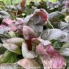 #1 Penstemon Dig Blackbeard/ Beardtongue Native (TN) -Garden Plant Store 1 penstemon dig blackbeard beardtongue native tn