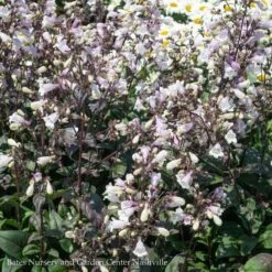 #1 Penstemon Dig Blackbeard/ Beardtongue Native (TN) -Garden Plant Store 1 penstemon dig blackbeard beardtongue native tn 2