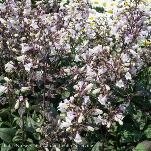 #1 Penstemon Dig Blackbeard/ Beardtongue Native (TN) - Image 3