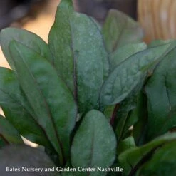 #1 Penstemon Dig Husker Red/ Beardtongue Native (TN) -Garden Plant Store 1 penstemon dig husker red beardtongue native tn 1