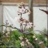 #1 Penstemon Dig Husker Red/ Beardtongue Native (TN) -Garden Plant Store 1 penstemon dig husker red beardtongue native tn