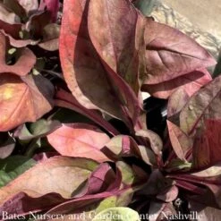 #1 Penstemon Dig Husker Red/ Beardtongue Native (TN) -Garden Plant Store 1 penstemon dig husker red beardtongue native tn 2