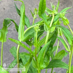 #1 Penstemon Digitalis/ Beardtongue Native (TN) -Garden Plant Store 1 penstemon digitalis beardtongue native tn 1