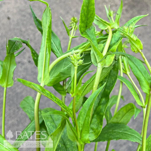 #1 Penstemon Digitalis/ Beardtongue Native (TN) - Image 2
