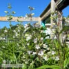 #1 Penstemon Digitalis/ Beardtongue Native (TN) -Garden Plant Store 1 penstemon digitalis beardtongue native tn