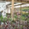 #1 Penstemon X Dark Towers/ Beardtongue -Garden Plant Store 1 penstemon x dark towers beardtongue
