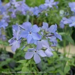 #1 Phlox Div AB Blue Moon/ Woodland Native (TN) -Garden Plant Store 1 phlox div ab blue moon woodland native tn 1