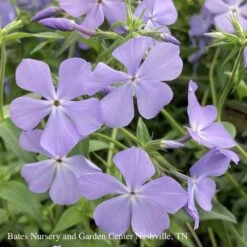 #1 Phlox Div AB Blue Moon/ Woodland Native (TN)