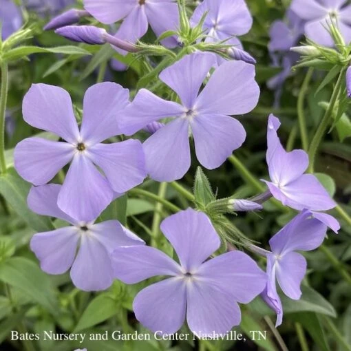 #1 Phlox Div AB Blue Moon/ Woodland Native (TN)