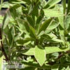 #1 Phlox Glab Ssp Triflora Triple Play/ Variegated Native (TN) -Garden Plant Store 1 phlox glab ssp triflora triple play variegated n