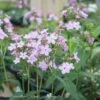 #1 Phlox Pan AB Jeana/ Pink Upright Garden Native (TN)