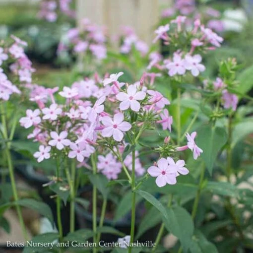 #1 Phlox Pan AB Jeana/ Pink Upright Garden Native (TN)