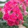 #1 Phlox Pan Coral Flame/Upright Garden Native (TN) -Garden Plant Store 1 phlox pan coral flame upright garden native tn