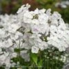 #1 Phlox Pan Fashionably Early Crystal/ White Upright Garden Native (TN) -Garden Plant Store 1 phlox pan fashionably early crystal white uprigh