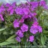 #1 Phlox X PW Cloudburst/ Tall Mounding Lavender -Garden Plant Store 1 phlox x pw cloudburst tall mounding lavender