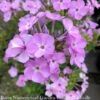 #1 Phlox X PW Opening Act Blush/ Dwarf Pink Garden -Garden Plant Store 1 phlox x pw opening act blush dwarf pink garden