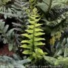 #1 Polystichum Munitum/ Western Sword Fern -Garden Plant Store 1 polystichum munitum western sword fern