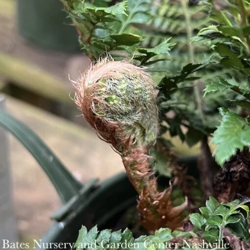 #1 Polystichum Polyblepharum/ Japanese Tassel Fern - Image 2