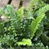 #1 Polystichum Polyblepharum/ Japanese Tassel Fern -Garden Plant Store 1 polystichum polyblepharum japanese tassel fern