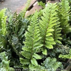 #1 Polystichum Polyblepharum/ Japanese Tassel Fern -Garden Plant Store 1 polystichum polyblepharum japanese tassel fern 2