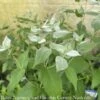 #1 Pycnanthemum Muticum NGN/ Short-toothed Mountain Mint Native (TN) -Garden Plant Store 1 pycnanthemum muticum ngn short toothed mountain