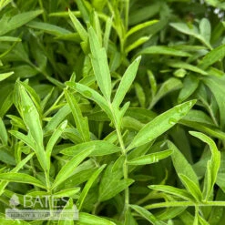 #1 Ratibida Pinnata/ Prairie Coneflower Native (TN)