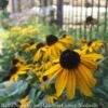 #1 Rudbeckia Ful Var Sul Goldsturm/ Black-Eyed Susan Native (R) -Garden Plant Store 1 rudbeckia ful var sul goldsturm black eyed susan