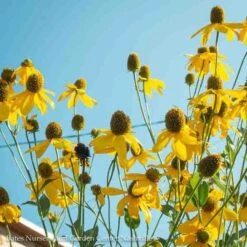 #1 Rudbeckia Lacin Autumn Sun/ Cutleaf Coneflower Native (TN)