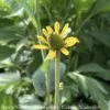 #1 Rudbeckia Maxima/ Giant Coneflower Native (R) -Garden Plant Store 1 rudbeckia maxima giant coneflower native r