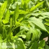 #1 Rudbeckia Subtomentosa/ Sweet Coneflower Native (TN) -Garden Plant Store 1 rudbeckia subtomentosa sweet coneflower native t