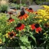 #1 Rudbeckia Tril AB Prairie Glow/ Brown Eyed Susan Native (TN) -Garden Plant Store 1 rudbeckia tril ab prairie glow brown eyed susan