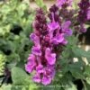 #1 Salvia Nem Rose Marvel/ Meadow Sage -Garden Plant Store 1 salvia nem rose marvel meadow sage