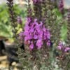 #1 Salvia Nemorosa Apex Pink/Meadow Sage -Garden Plant Store 1 salvia nemorosa apex pink meadow sage