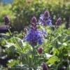 #1 Salvia Nemorosa Blue Marvel/Sage -Garden Plant Store 1 salvia nemorosa blue marvel sage