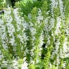 #1 Salvia Nemorosa PW Proven Pollinators 'White Profusion'/ Meadow Sage -Garden Plant Store 1 salvia nemorosa pw proven pollinators white prof